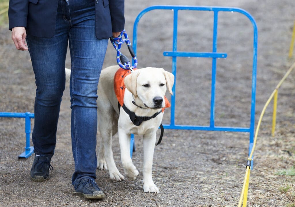 Blind person with her guide dog