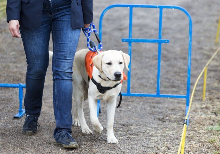 Blind person with her guide dog